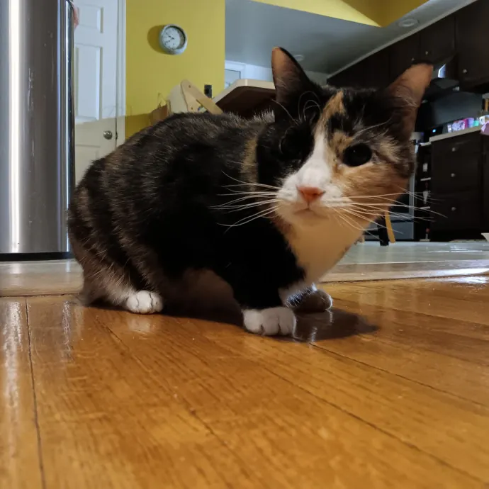 Chris T's Catcophony Of Sitting