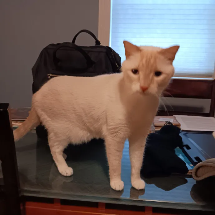 Chris T's Catcophony Of Sitting