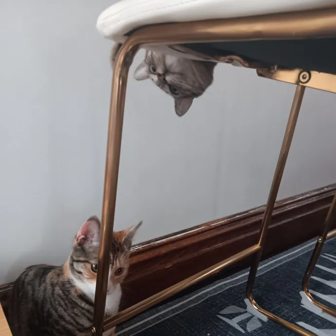 Chris T's Catcophony Of Sitting