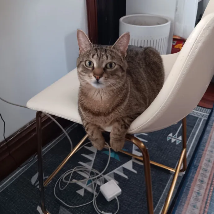 Chris T's Catcophony Of Sitting