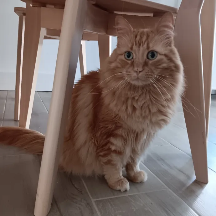 Chris T's Catcophony Of Sitting