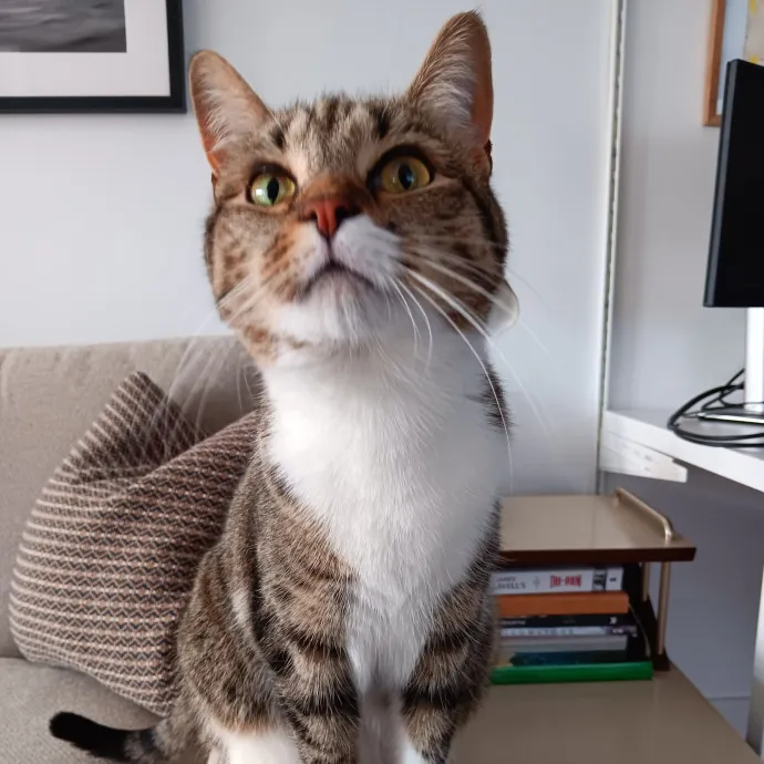 Chris T's Catcophony Of Sitting