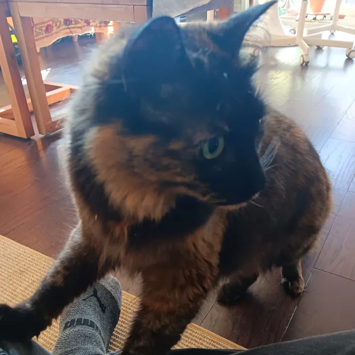 Chris T's Catcophony Of Sitting