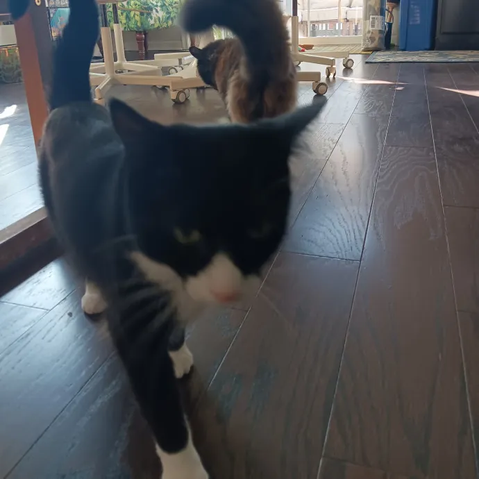 Chris T's Catcophony Of Sitting