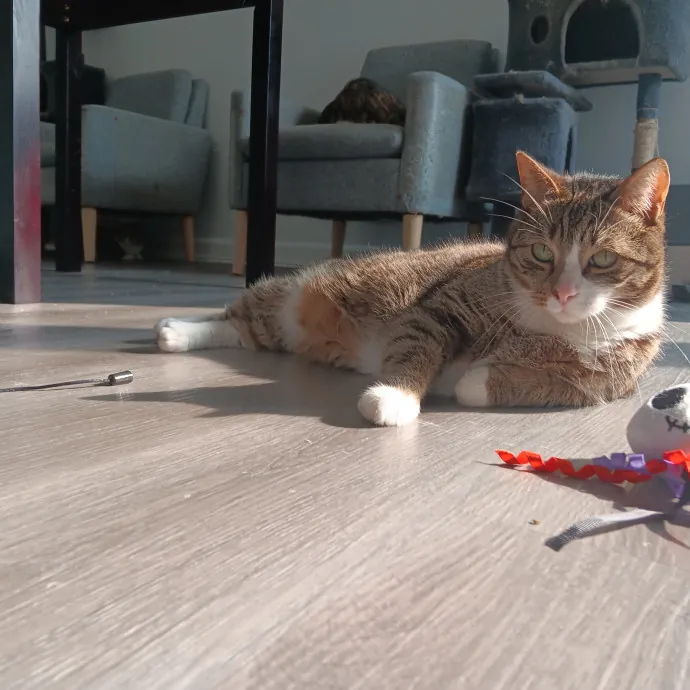 Chris T's Catcophony Of Sitting