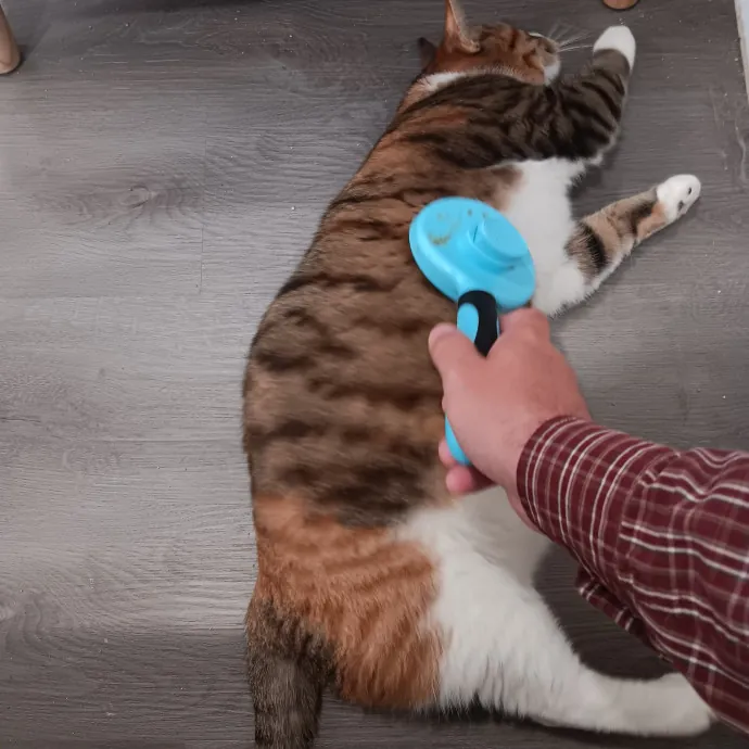 Chris T's Catcophony Of Sitting