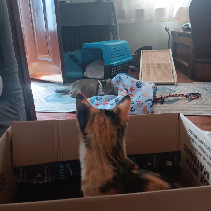 Chris T's Catcophony Of Sitting