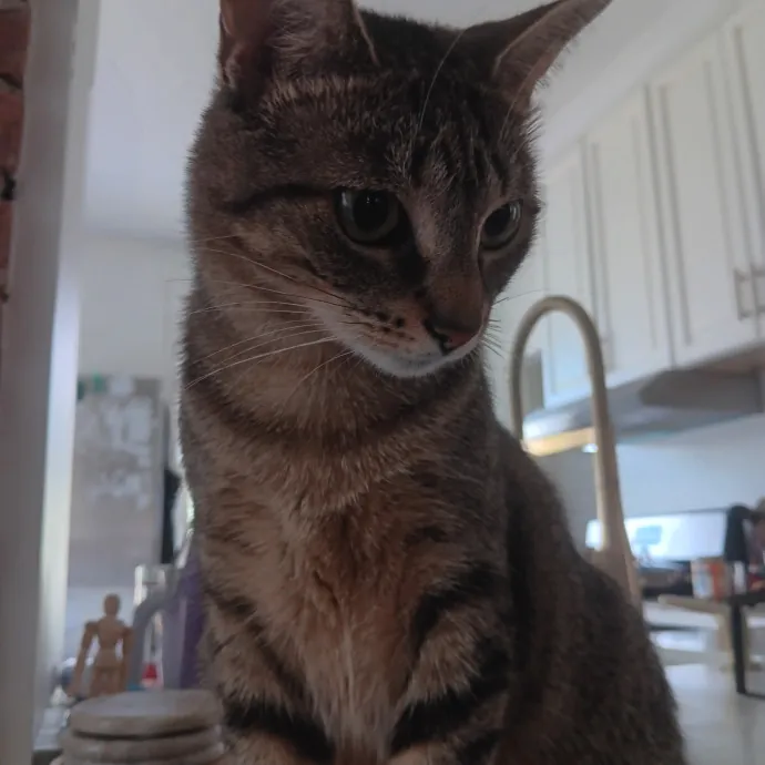 Chris T's Catcophony Of Sitting