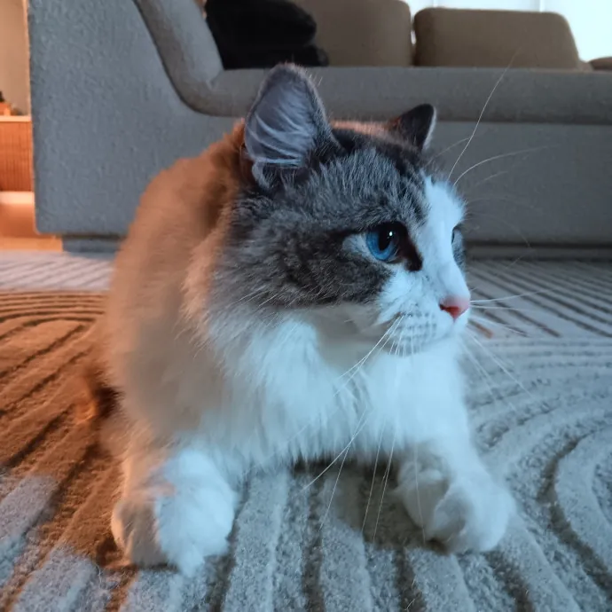 Chris T's Catcophony Of Sitting