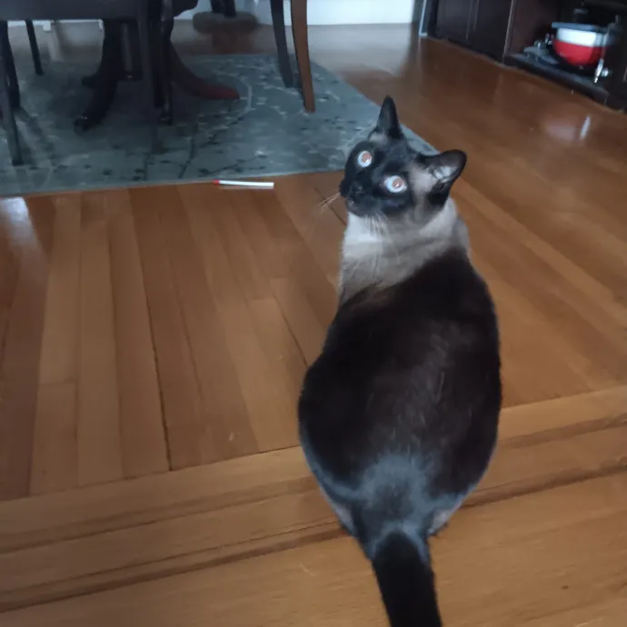 Chris T's Catcophony Of Sitting