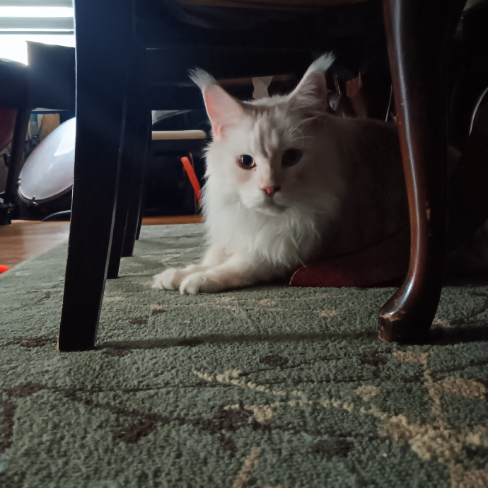 Chris T's Catcophony Of Sitting
