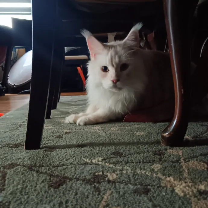 Chris T's Catcophony Of Sitting