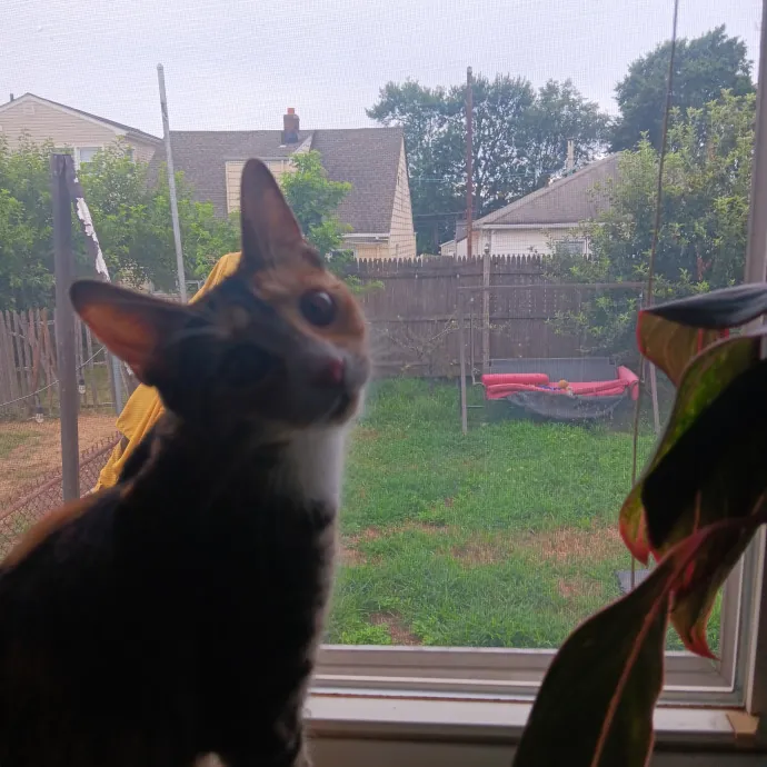 Chris T's Catcophony Of Sitting