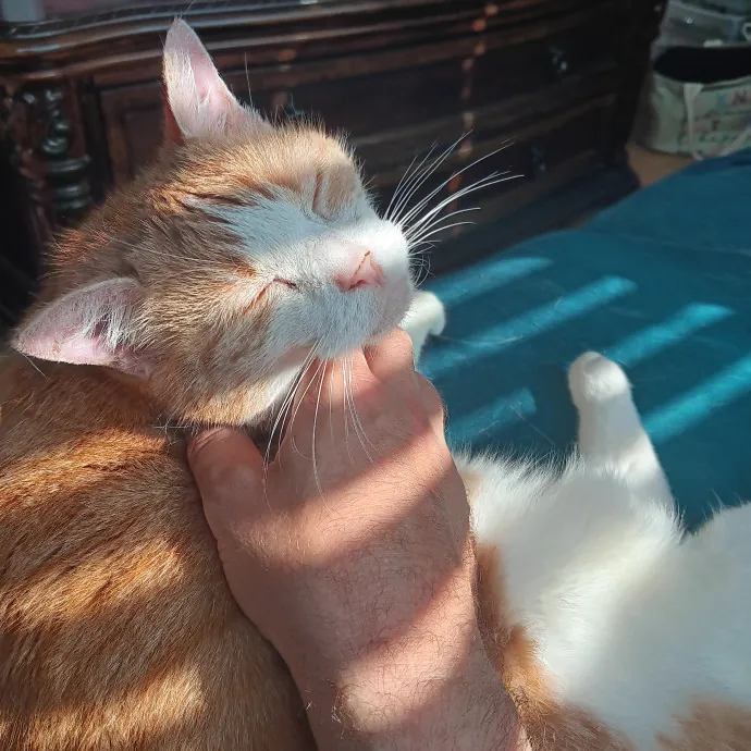 Chris T's Catcophony Of Sitting