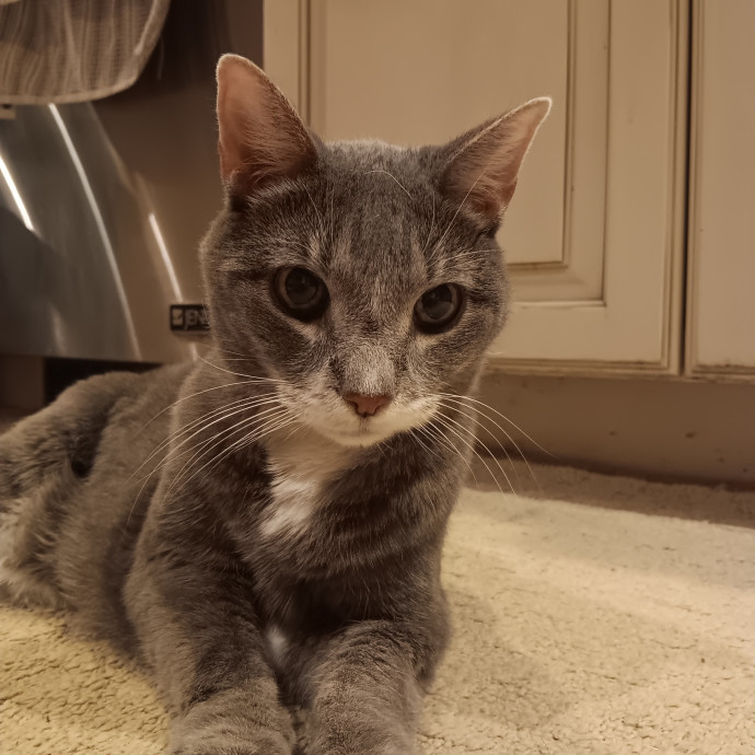 Chris T's Catcophony Of Sitting
