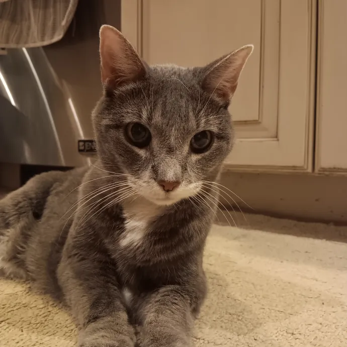 Chris T's Catcophony Of Sitting