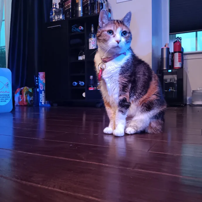 Chris T's Catcophony Of Sitting