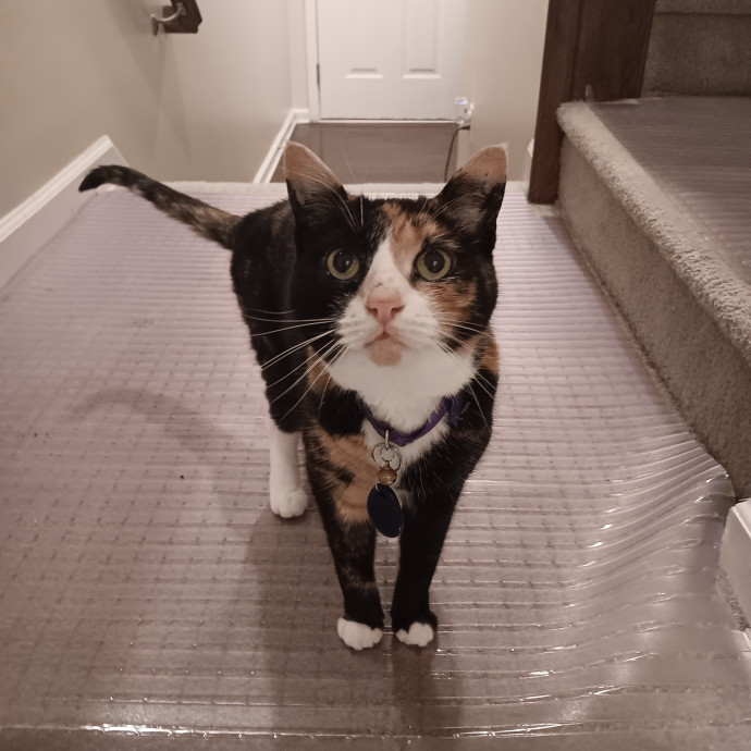Chris T's Catcophony Of Sitting