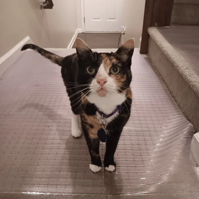 Chris T's Catcophony Of Sitting