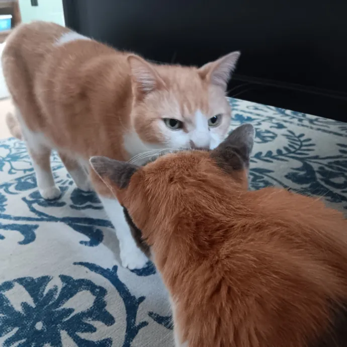 Chris T's Catcophony Of Sitting