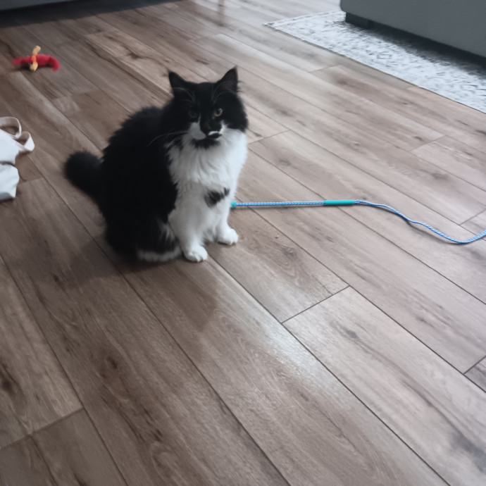 Chris T's Catcophony Of Sitting