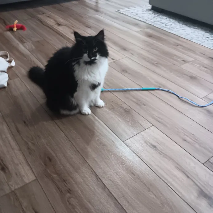 Chris T's Catcophony Of Sitting