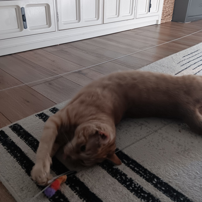 Chris T's Catcophony Of Sitting