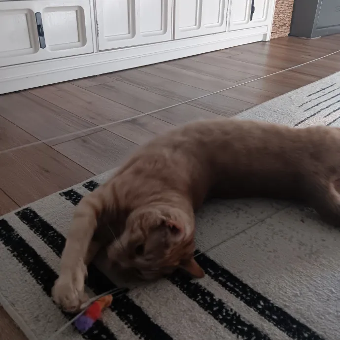 Chris T's Catcophony Of Sitting