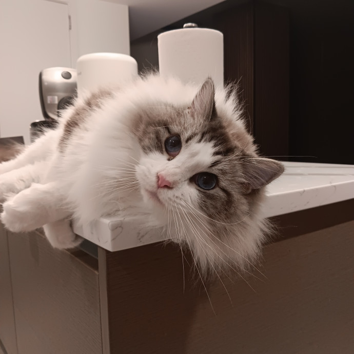 Chris T's Catcophony Of Sitting