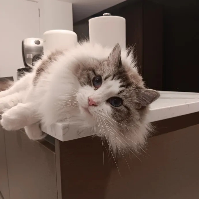 Chris T's Catcophony Of Sitting