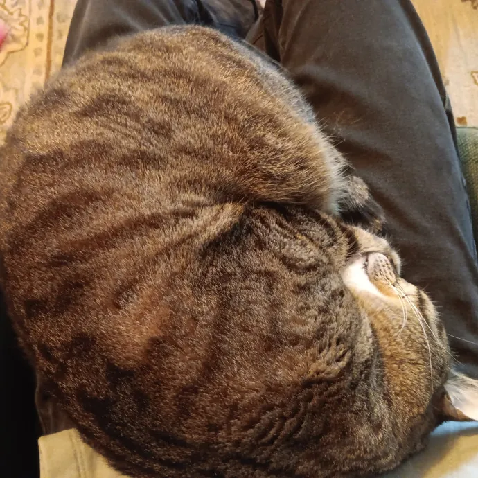 Chris T's Catcophony Of Sitting