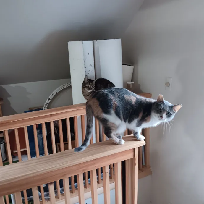 Chris T's Catcophony Of Sitting