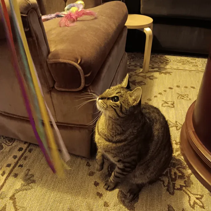 Chris T's Catcophony Of Sitting