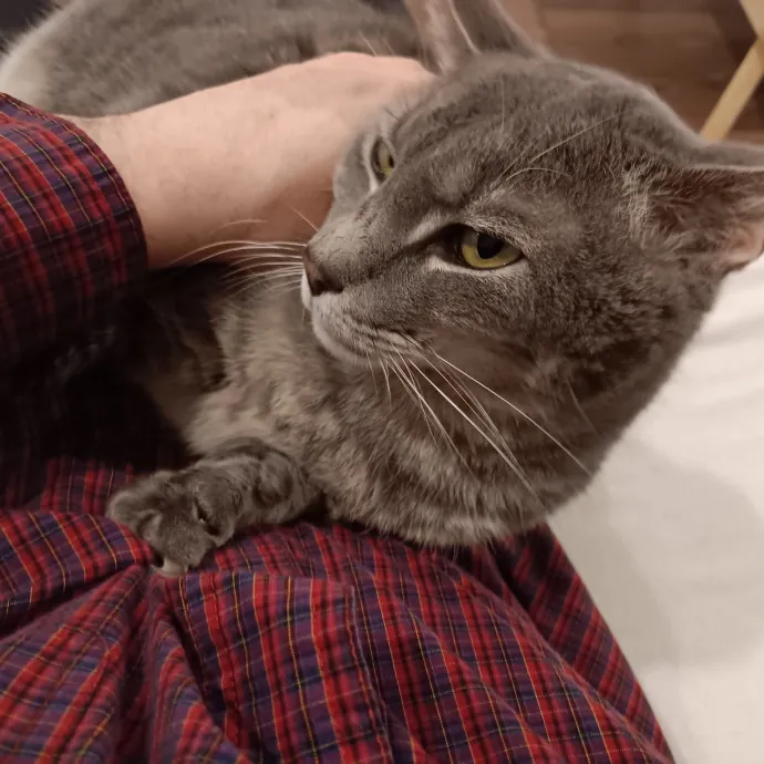 Chris T's Catcophony Of Sitting