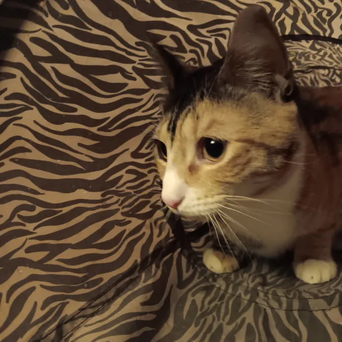 Chris T's Catcophony Of Sitting