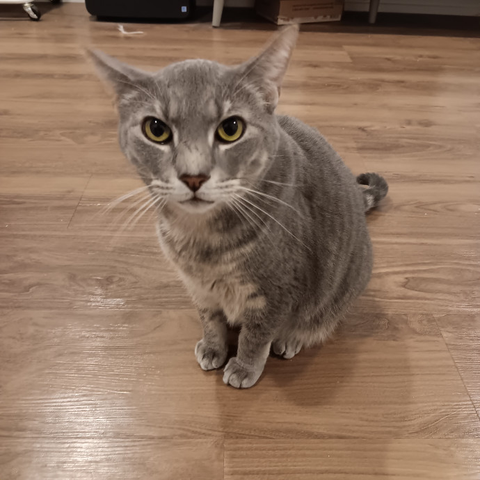 Chris T's Catcophony Of Sitting