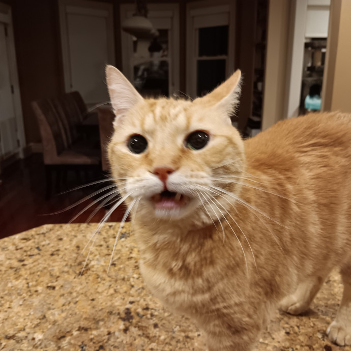 Chris T's Catcophony Of Sitting
