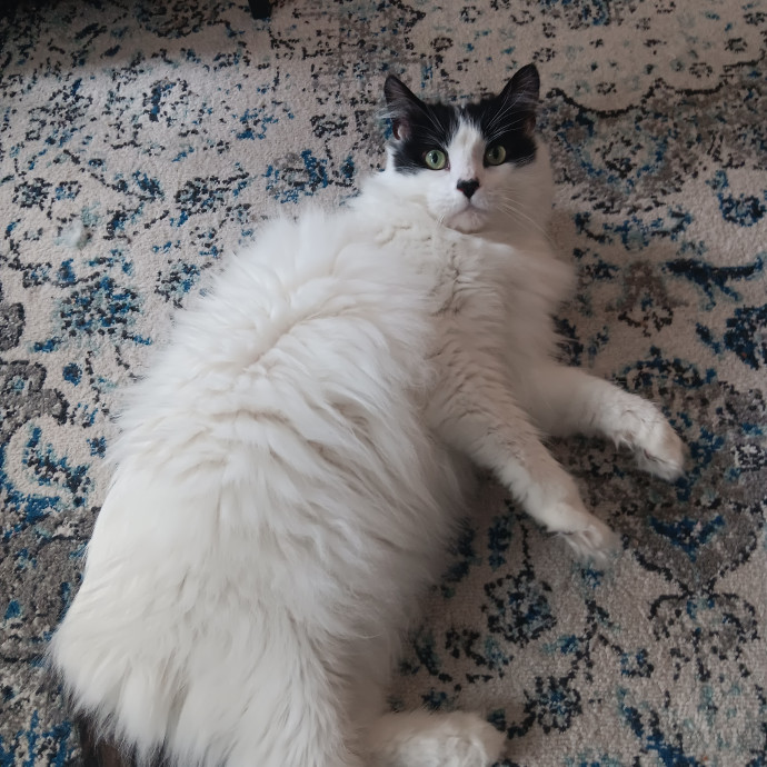 Chris T's Catcophony Of Sitting