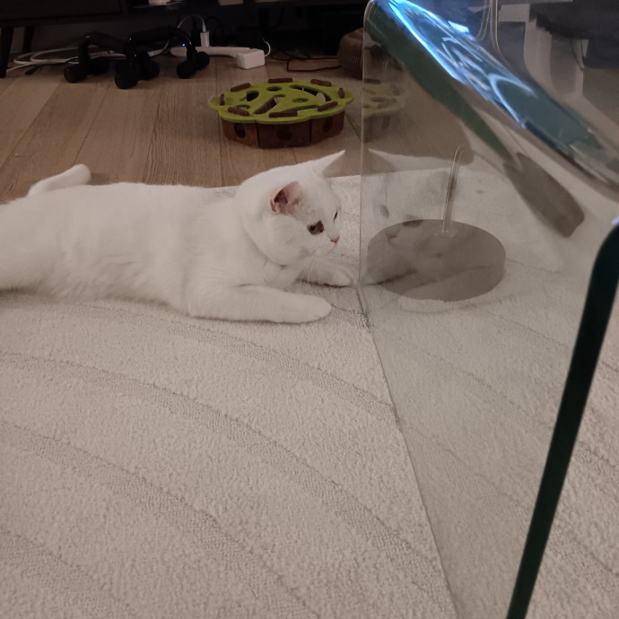 Chris T's Catcophony Of Sitting