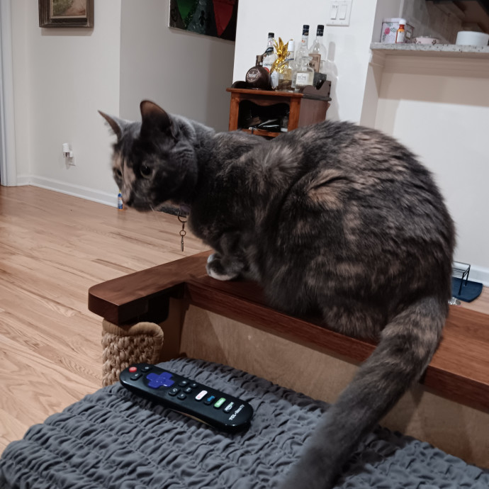 Chris T's Catcophony Of Sitting photo 3
