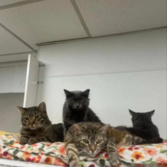 Dawn's Purrfectly Pampered Cat Care