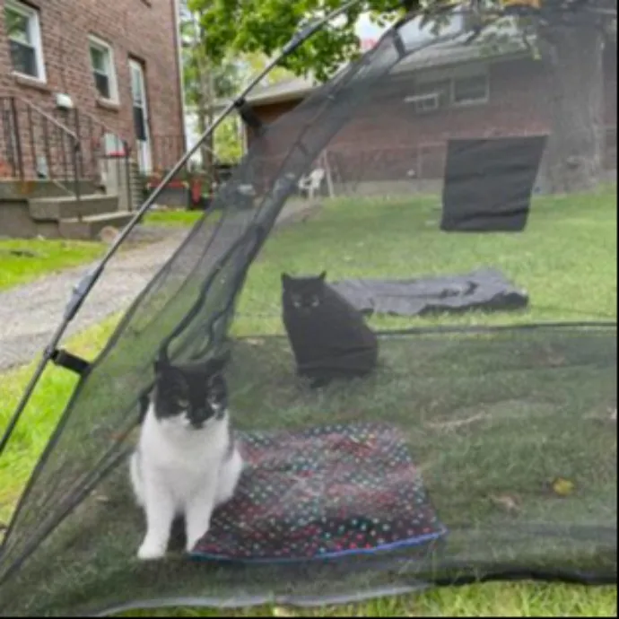 Dawn's Purrfectly Pampered Cat Care