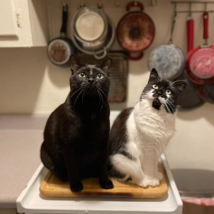 Dawn's Purrfectly Pampered Cat Care