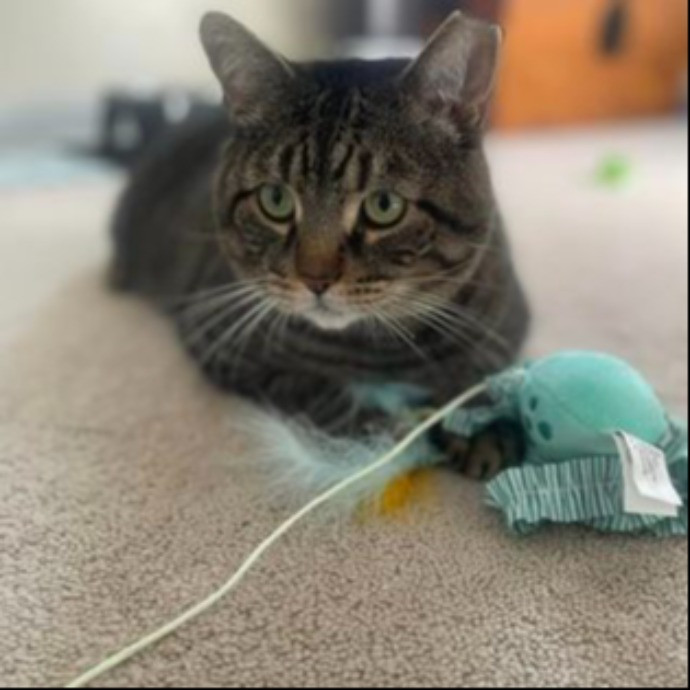 Dawn's Purrfectly Pampered Cat Care
