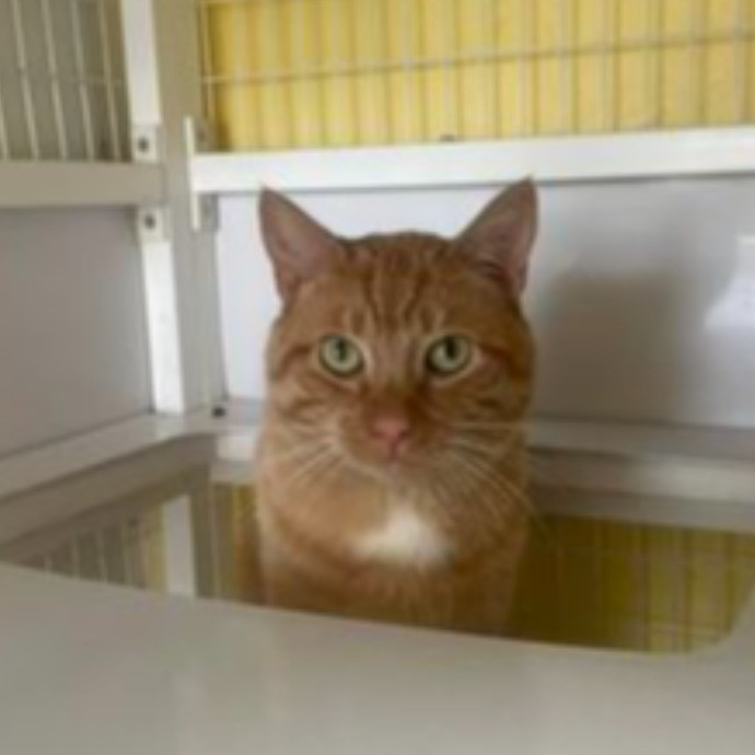 Dawn's Purrfectly Pampered Cat Care photo 3