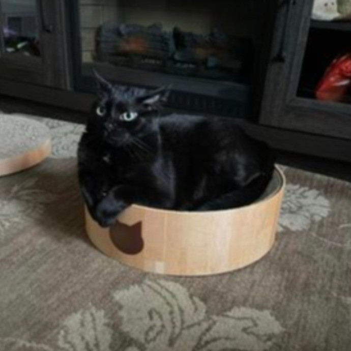 Dawn's Purrfectly Pampered Cat Care photo 2