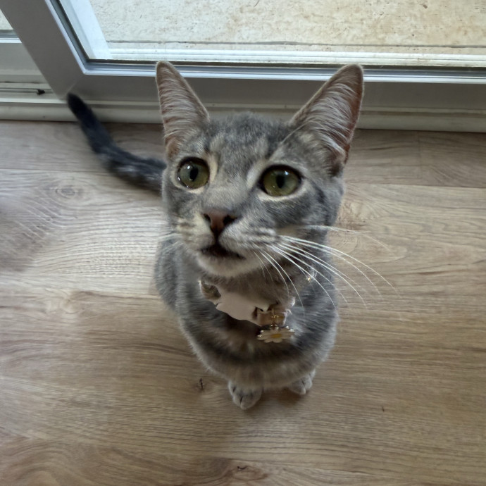 Your Purrrrfect Cat Sitter photo 3