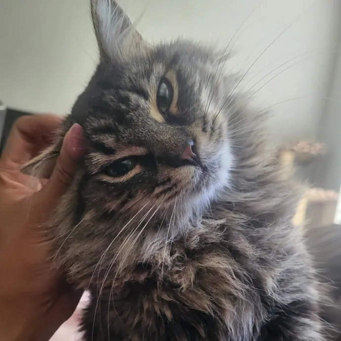 Enthusiasticly Attentive Cat Lady
