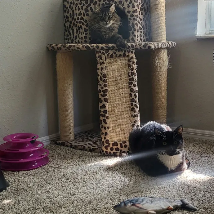 Enthusiasticly Attentive Cat Lady