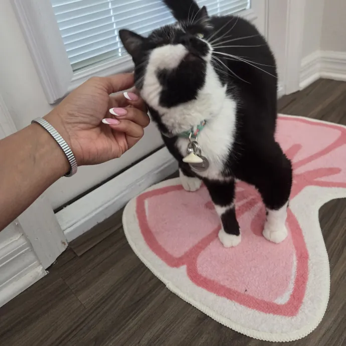 Enthusiasticly Attentive Cat Lady